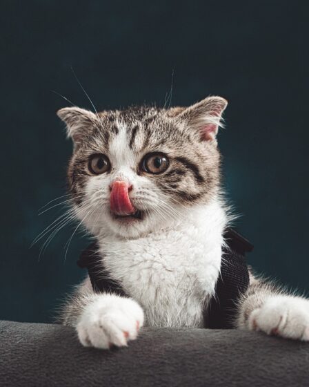 język